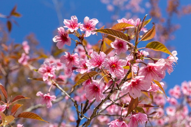 Foto pruimbloesems die in de blauwe hemel glanzen