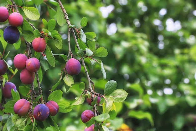 Pruimen aan de boom ondiepe scherptediepte Zomerdorp