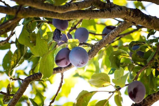 Pruimen in een boomgaard in Frankrijk in de zomer Blauwe en paarse pruimen in de tuin prunus domestica