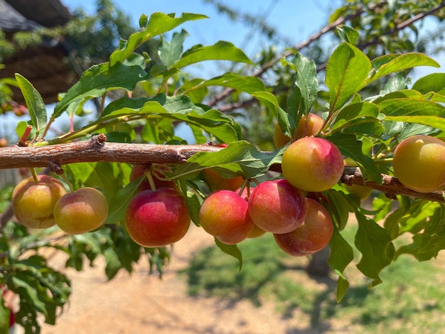 pruimen op boomtak in de tuin