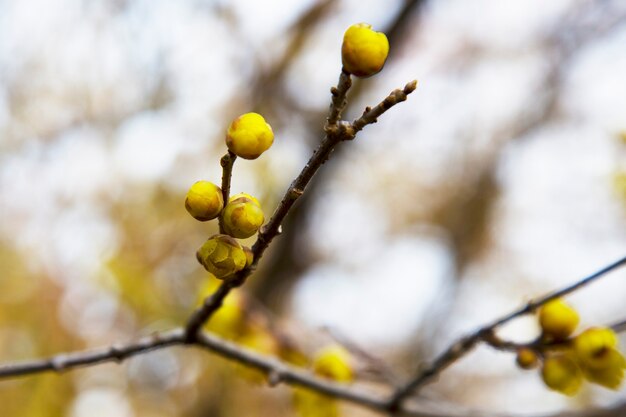 Pruimenbloesem in het vroege voorjaar, vroege winterbloem, geurige gele bloemen op de struik, sleutelbloemen, februari-bloemen, gele bloemen natuurlijke achtergrond