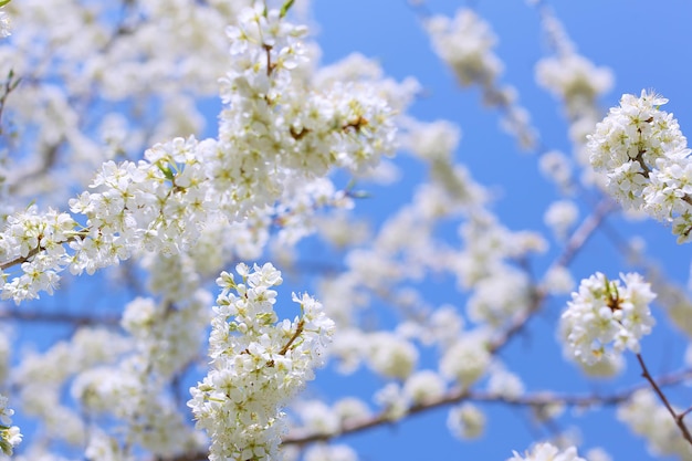 pruimenbloesems op een heldere zonnige dag foto voor ansichtkaarten en voor design