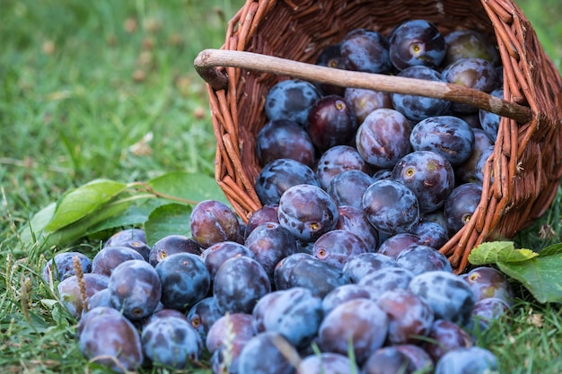 Pruimenoogst Pruimen in een rieten mand op het gras Fruit uit de tuin oogsten