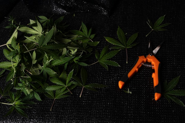 Foto foglie di pianta di cannabis potate e forbici d'acciaio inossidabile arancione