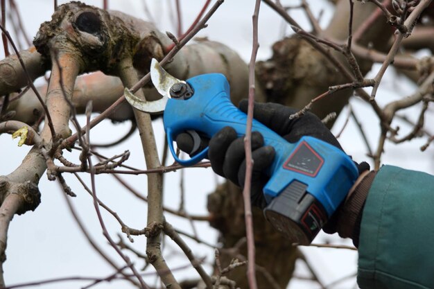 pruning apple orchard