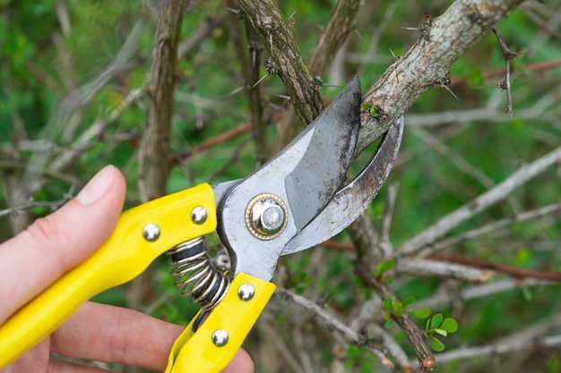 Pruning branches of the barberry bush with pruner shears in spring The formation of the crown of a fruit trees garden care The gardener's hand is looking for a place to cut the branch correctly