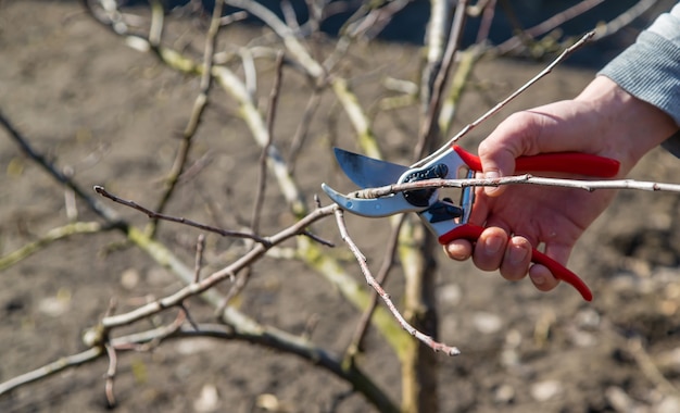 Pruning branches with pruning shears