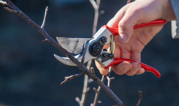 Pruning branches with pruning shears