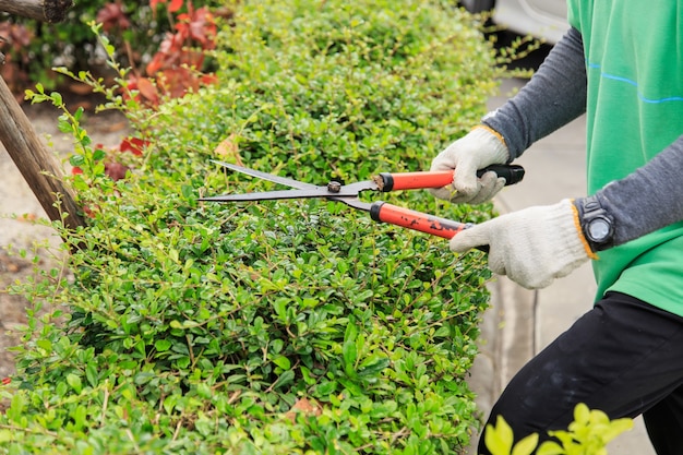 Pruning bushes in the garden.