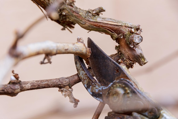 Pruning of a grape bush with garden shears branches pruning of a vine