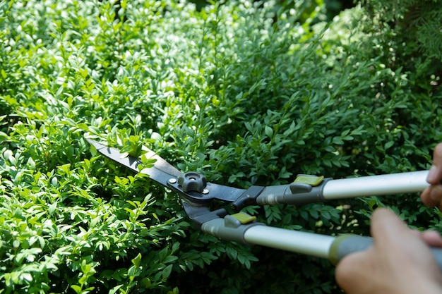 Pruning green bushes in the garden with large pruning shears summer gardening concept