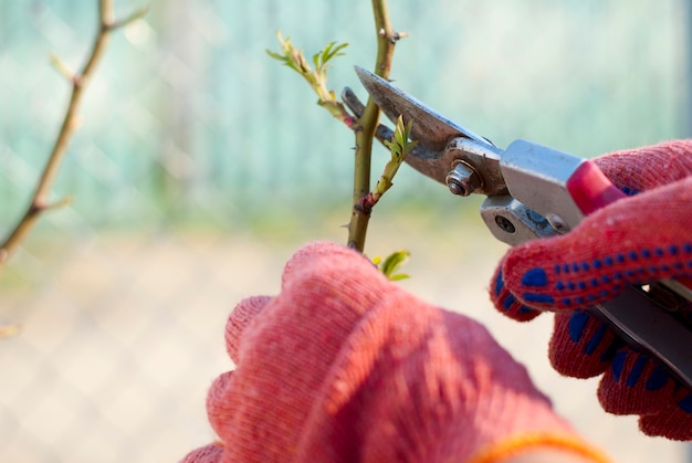 Pruning plants