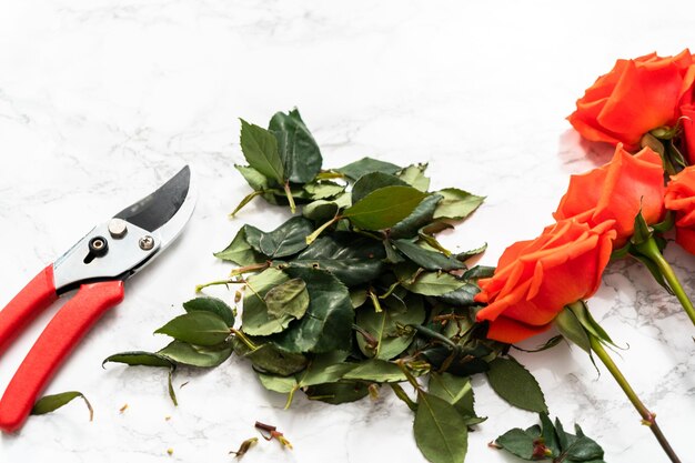 Pruning red roses with shears for a bouquet on a marble background.