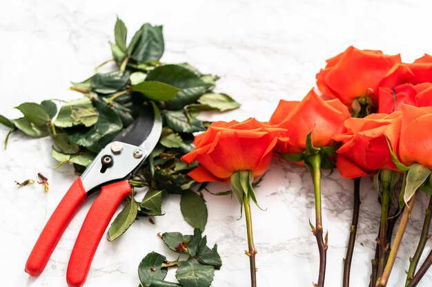 Pruning red roses with shears for a bouquet on a marble background.