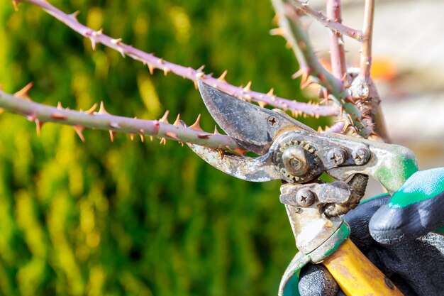 Potatura delle rose con cesoie da giardino formazione di un cespuglio di rose da parte di un giardiniere