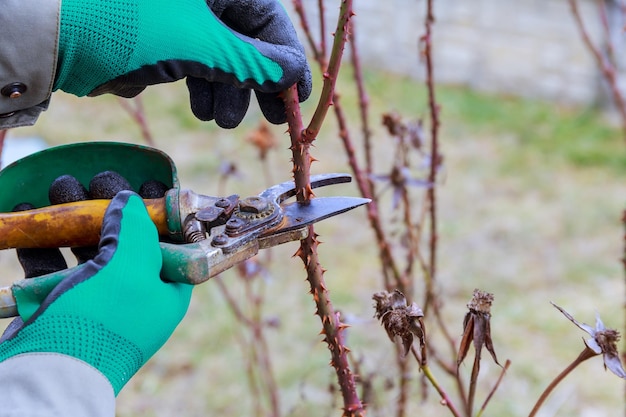 Foto rose a gambo di potatura con cesoie da giardino formazione di un cespuglio di rose da parte di un giardiniere in guanti verdi