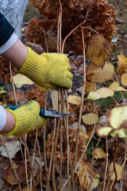 Pruning stems in autumn garden gardener in yellow gloves is\
pruning perennial hydrangea shrub in his...