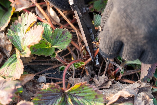 Foto potatura di piante di fragole da vecchie foglie malate mani in guanti tagliano le foglie con un tagliatore da vicino