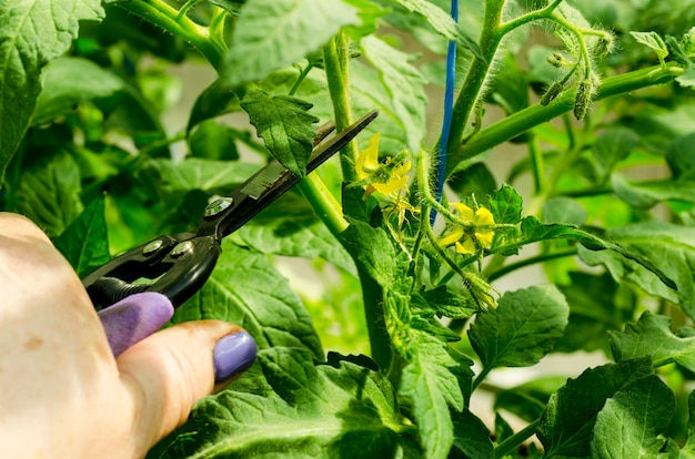 Pruning tomato plants, removing  stems. Studio 