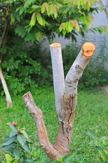 Photo pruning a tree in the garden.