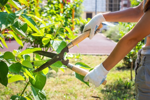 Pruning trees in the garden with pruning shears. hands with gloves, gardening.