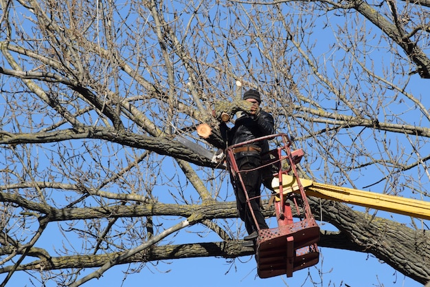 Foto potatura degli alberi con un braccio di sollevamento