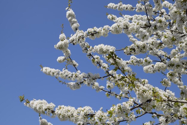 桜の開花 木の枝に桜の花