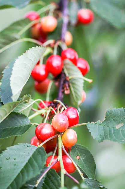 Prunus avium or sweet cherry ripe red fruits on the tree branch in summer garden