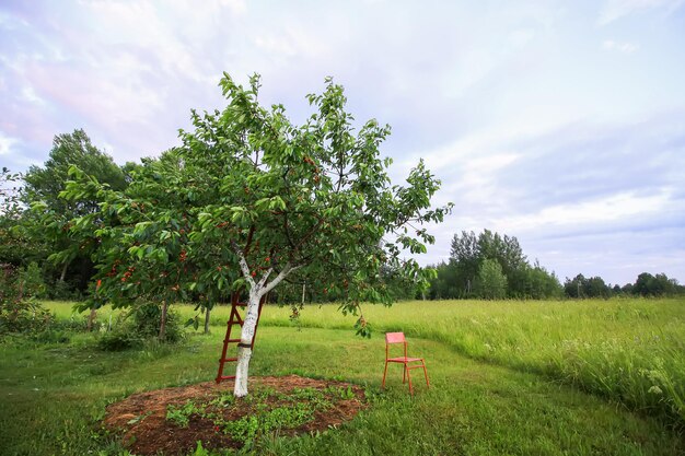 Prunus avium o ciliegio dolce tronco imbiancato che cresce sul campo. vecchie scale in legno per facilitare la raccolta.