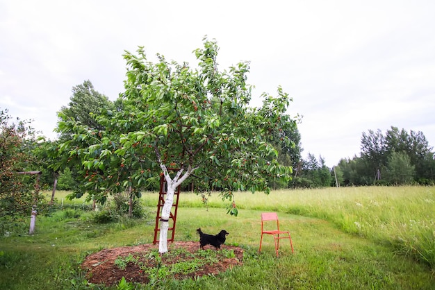 Prunus avium или черешня побеленный ствол, растущий на поле. Старые деревянные лестницы для облегчения сбора урожая.