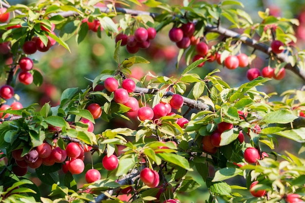 사진 붉은 과일을 곁들인 prunus cerasifera 또는 체리 자두 가지