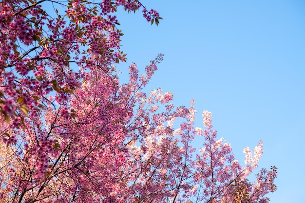 Prunus cerasoides в Чиангмае, ТАИЛАНД