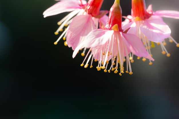 Prunus cerasoides zijn prachtig roze van aard