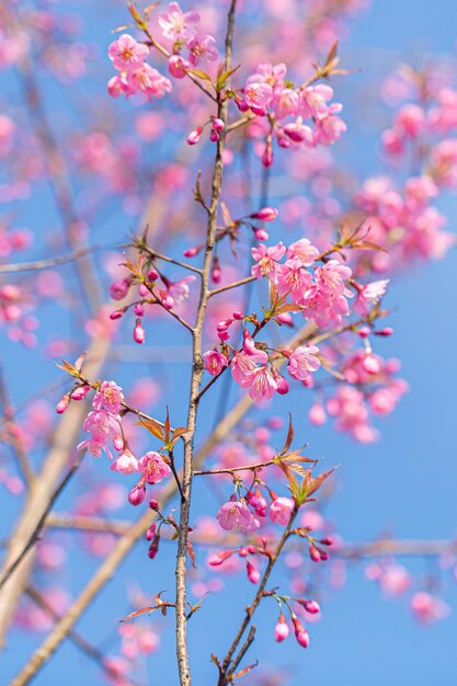 Prunus cerasoides zijn prachtig roze van aard