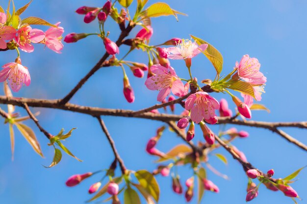 Prunus cerasoides zijn prachtig roze van aard