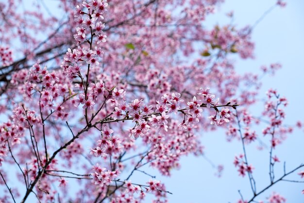 Prunus cerasoides