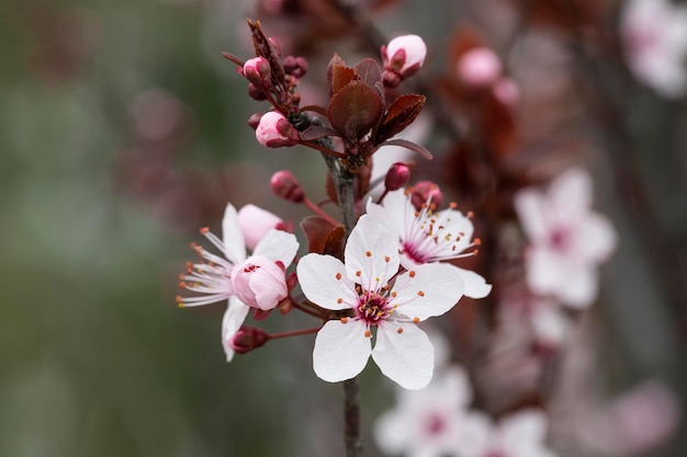 Prunus cerasus bloeiende boom bloem mooie witte bloemblaadjes scherpe dwergkersenbloemen in bloei