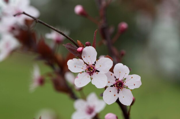 Prunus cerasus bloeiende boom bloemen groep mooie witte bloemblaadjes scherpe dwergkersenbloemen in bloeiTuinfruitboom met bloesembloemen