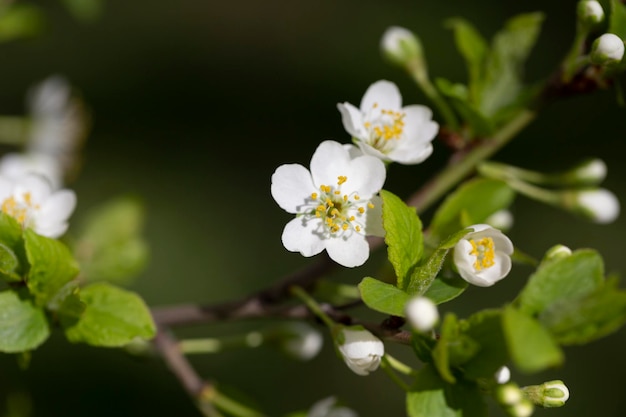 プルーヌス・セラサス (Prunus cerasus) 花の木の花美しい白い花びらタルトの矮い桜の花花をかせた果樹の花