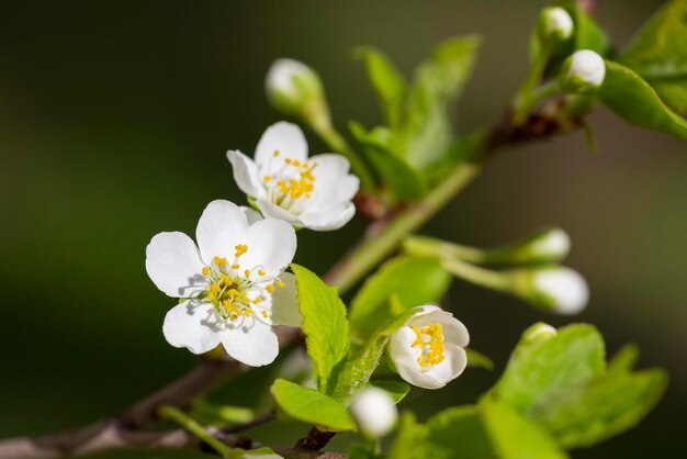 Foto prunus cerasus fiore di albero fiore bellissimi petali bianchi fiori di ciliegio nano in fiore albero da frutto di giardino con fiori di fiore