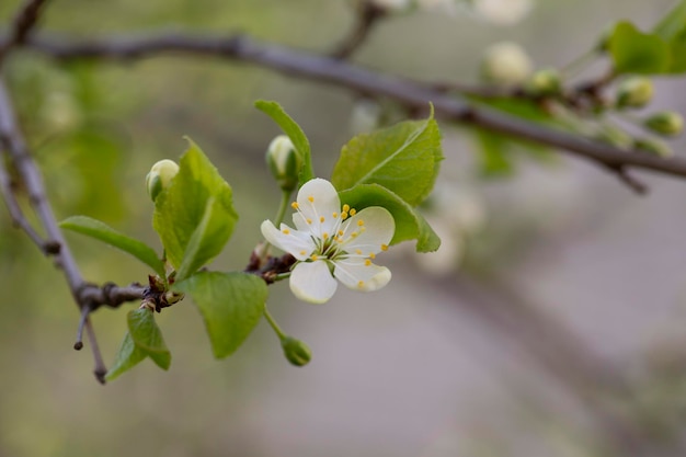 写真 プルーヌス・セラサス (prunus cerasus) 花の木の花美しい白い花びらタルトの矮い桜の花花をかせた果樹の花