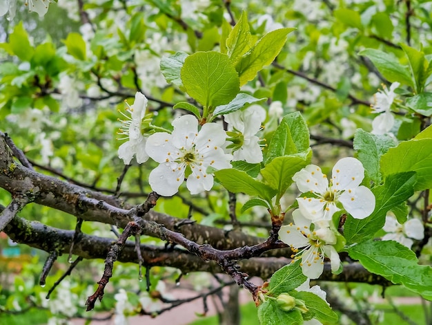 Prunus cerasus 開花木の花グループの美しい白い花びらのタルト ドワーフ チェリーの花が咲く庭の果樹の花の花