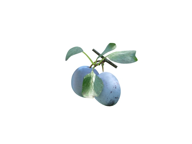 Prunus domestica is edible fruits and usually sweet though some varieties are sour