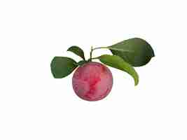 Photo prunus domestica is edible fruits and usually sweet though some varieties are sour