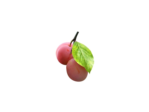 Prunus domestica is edible fruits and usually sweet though some varieties are sour