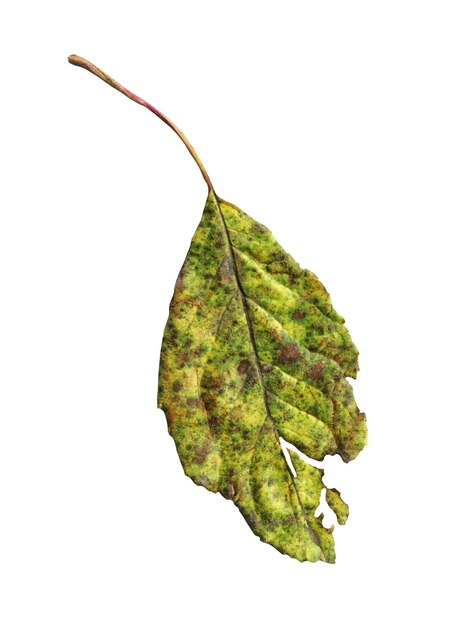 Prunus domestica leaf isolated on a white background Closeup of plum leaf