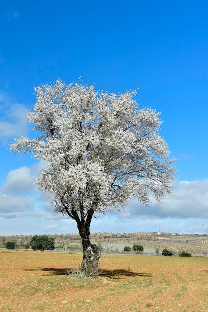 Prunus dulcis, de amandelboom, is een boom uit de Rosaceae-familie.