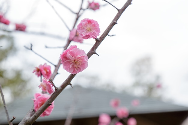 Prunus mume bloem