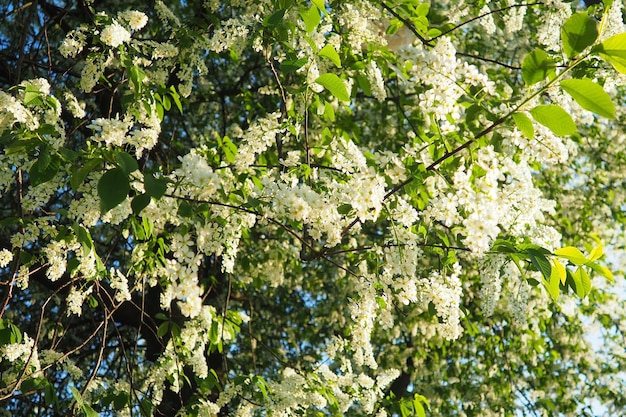 Prunus padus bird cherry hackberry hagberry or Mayday tree is a flowering plant It is a species of cherry a deciduous small tree or large shrub Spring in Warsaw blooming branches