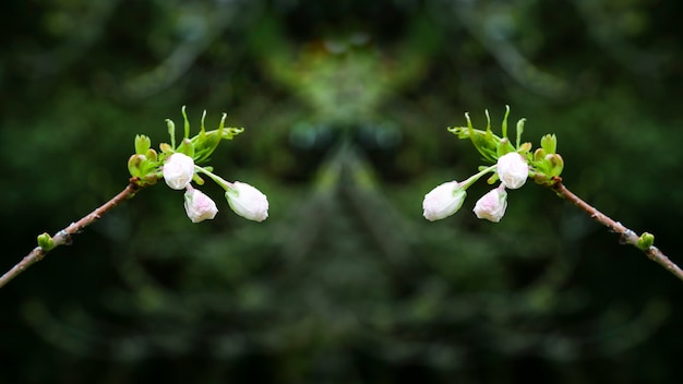 Prunus serrulata o ciliegio giapponese in piena fioritura.